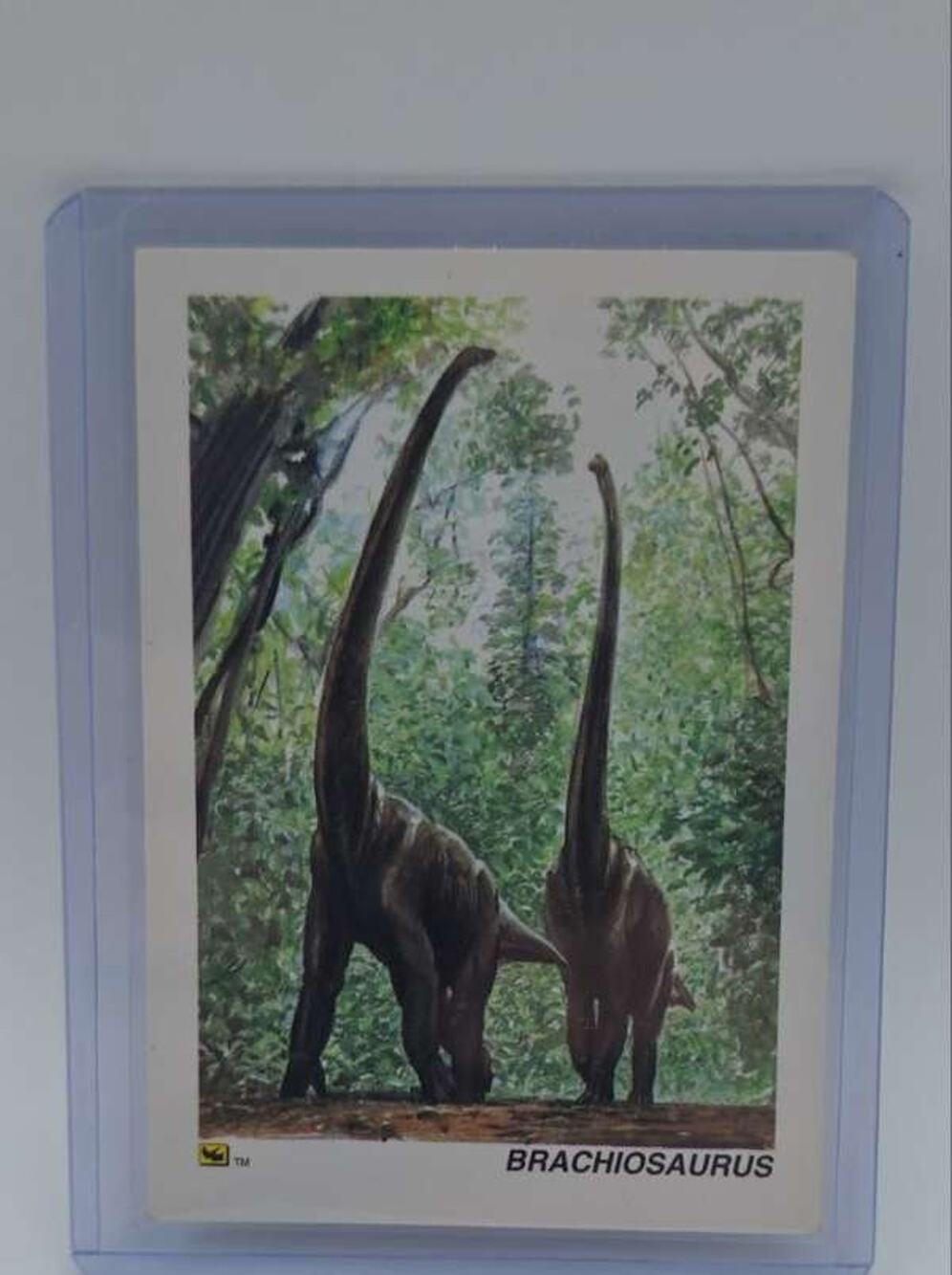 1992 DinoCardz #43 Brachiosaurus Card